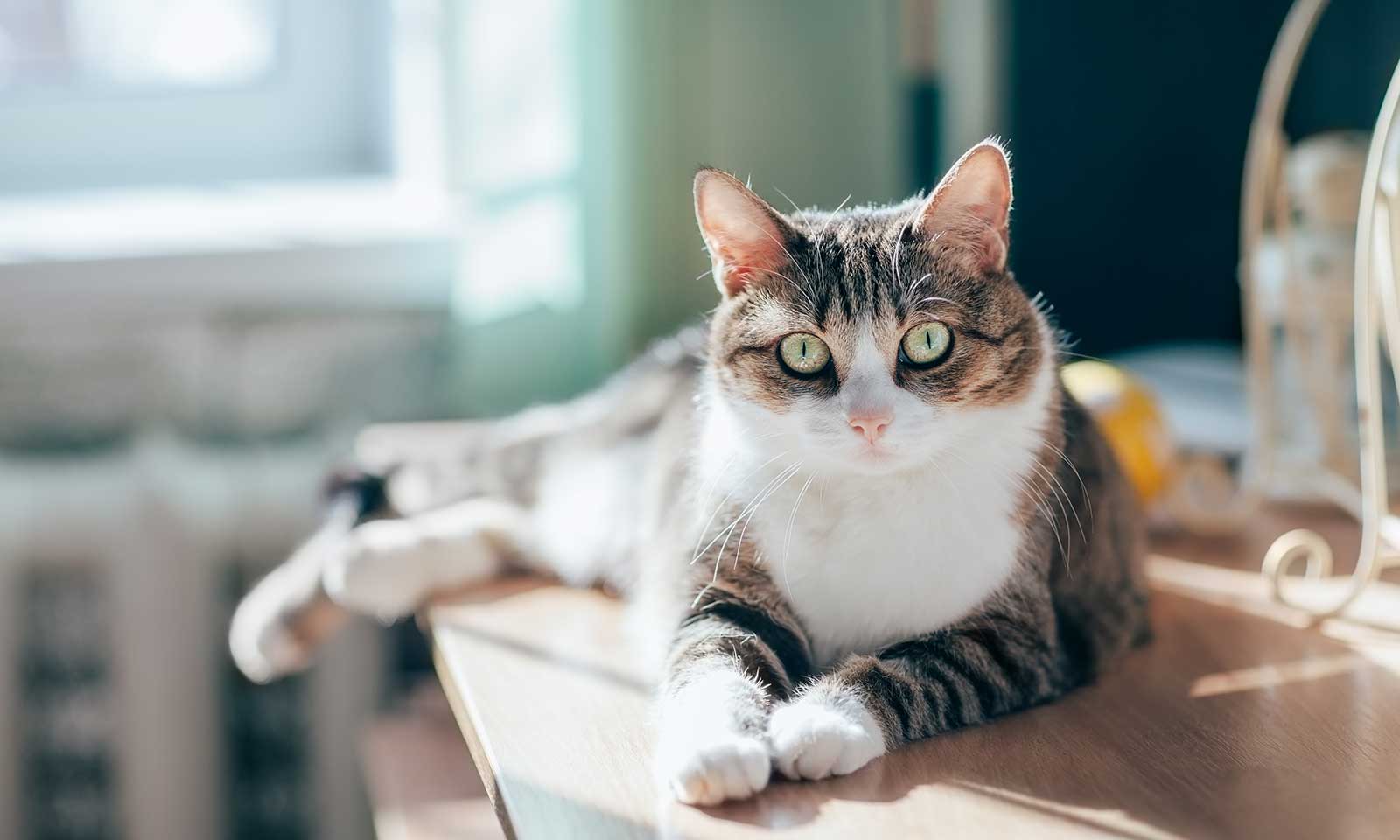 A cat laying on a desk