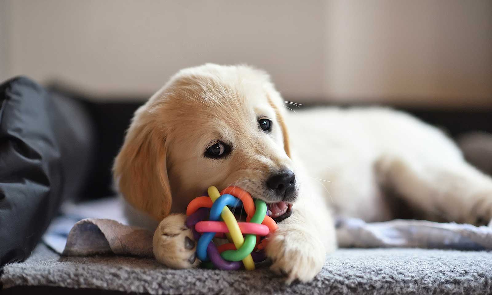 A golden retriever puppy